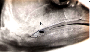 Raiamas bola: Head enlarged, showing a very small maxillary barbel [b] in specimens studied at Banda (Uttar Pradesh, India) way back in 1977.