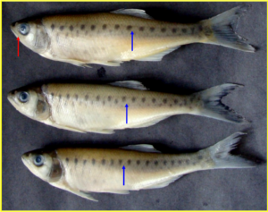 Barilius tileo (After preservation): Mark the 15 – 16 oblong spots in the first row on the flank and upwardly directed oblique mouth.