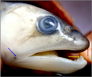 Raiamas bola: Head enlarged, showing a very small maxillary barbel, a symphyseal knob on the lower jaw and a median notch in the upper jaw for lodging the knob.