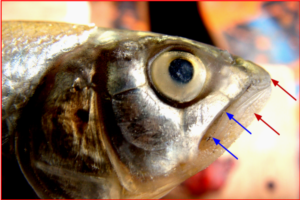 Barilius telio: Head of male enlarged, showing 2 pairs of barbels and tuberculations on the snout and lower jaw.