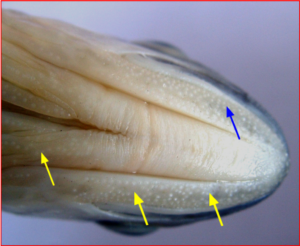 Barilius telio: Head of male enlarged from lower side, showing extent of rough tuberculations (with pointed tips) on the lower jaw.