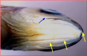 Barilius telio: Head of female enlarged from lower side, showing less prominent and smooth to touch tuberculations on the lower jaw. Also mark the presence of a smaller maxillary barbel.