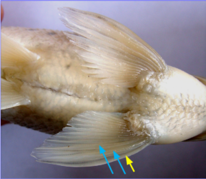 Barilius telio: Pectoral fins of male in ventral view, showing osseous and thickened I unbranched ray and I and II branched rays.