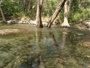 Suswa River: A section of the river flowing through Raja ji National Park (close to Motichoor Forest), a favourite dwelling site for Barilius sp. along with others like Chagunius, Tor, Labeo, Mastacembelus sp. etc.