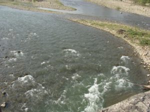 River Song (Doon Valley): Downstream section at Raiwala (flowing towards Ganges), afavourite dwelling ground for Barilius bendelisis along with others like Tor, Labeo, Garra, Glyptothorax, Xenentodon sp. etc.