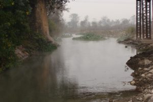 River Song (Doon Valley): Downstream section below a road bridge at Doiwala, a site where Barilius vagra and B. barna can be found in numbers along with Esomus, Rasbora, Devario, Puntius,Channa sp. etc.