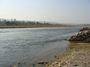 River Song: A stretch at Raiwala (Doon Valley, Uttarakhand), favourite dwelling ground of Raiamas bola and others like Tor, Labeo, Chagunius, Garra, Barilius, Xenentodon sp. etc.