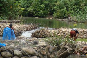 River Song: A stretch at Teen Paani, Eastern Doon (Galatappar, Doon Valley, Uttarakhand), a favourite dwelling ground for Barilius bendelisis, B. vagra, B. barna, B. telio, Raiamas bola, Labeo, Tor, Garra, Glyptothorax sp. etc.