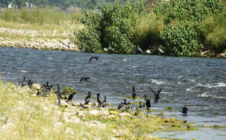 Phalacrocorax carbo sinensis