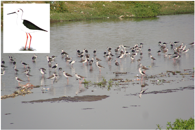 Affected by city sewerage discharge, the River Suswa (at Mothrowala, Dehradun, Uttarakhand, India) is often seen waded by a large flock of Indian Blackwinged Stilt (Himantopus himantopus himantopus)