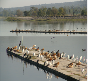 A panoramic view of Asan Barragae (Western Doon, Dehradun, Uttarakhand) showing roosting ground of the migratory/resident birds. Ruddy Shelduck, Small and large cormorants and Large Egrets enjoying sun bath.