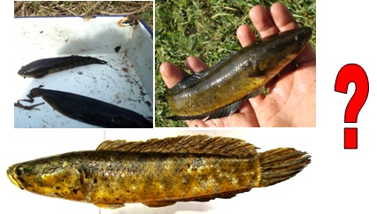 Lot 10: Field Identification tips and segregation of Channa sp. (Snake Heads) [Lot 10] from Doon Valley and fresh market catches.