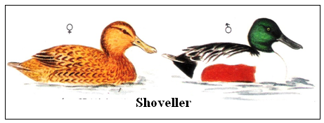Shoveller
