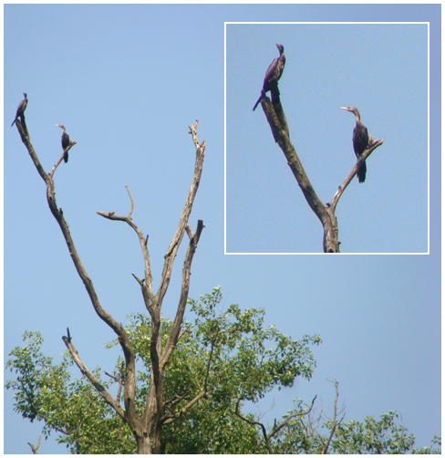 Darter or Snakebird (Anhinga rufa melanogaster) roosting on tree stump along banks of Suswa river at Mothrowala (Dehradu, Uttarakhand)
