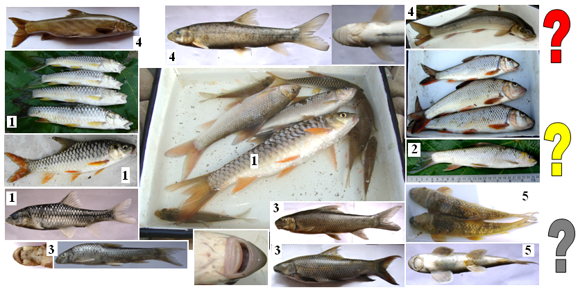 Minnows or Minor Carps or Mahseers or Suckerfish