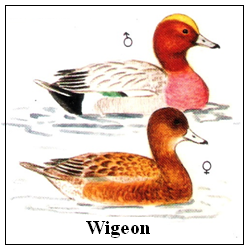Wigeon