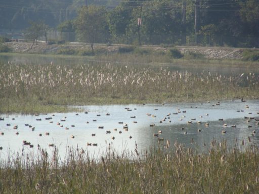 A panoramic view of Asan Barragae (Western Doon, Dehradun, Uttarakhand) showing a large swimming flock of Ruddy Shelduck or Brahminy Duck (Tadorna ferruginea) amongst the marshy land created by Elephant Grasss (Typha sp.)