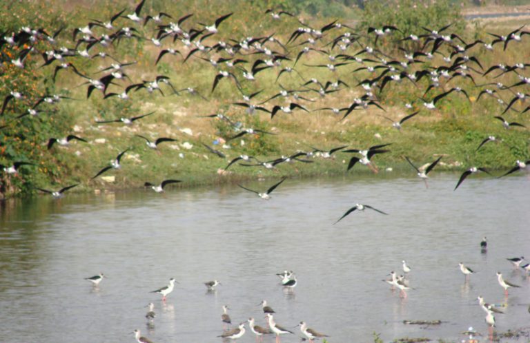 A large winging flock of Indian Blackwinged Stilt (Himantopus himantopus himantopus) at sewage enriched River Suswa at Mothrowala (Dehradun, Uttarakhand, India)