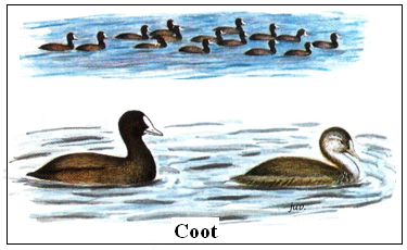 Coot