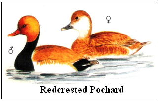 Redcrested Pochard