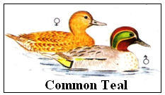 Common Teal