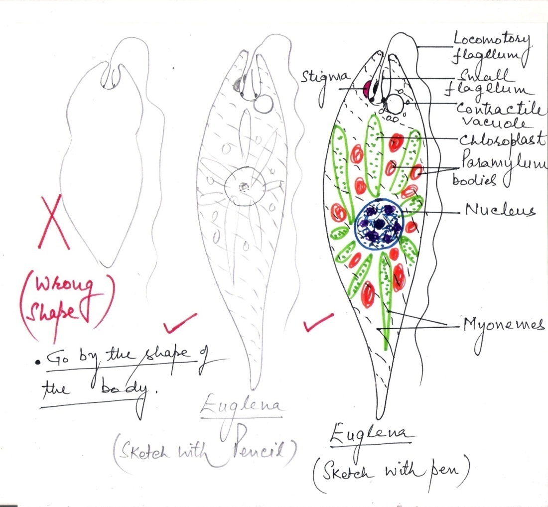 Euglena Diagram