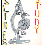 Slides Study