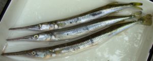 BEEK JAWED FISH(ES)