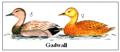 Gadwall