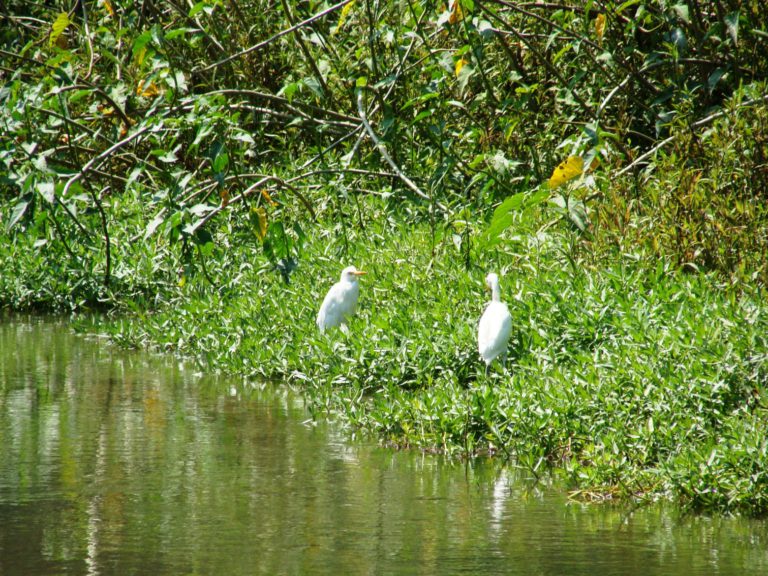 Cattle Egret (Bubulcus ibis coromandus)along the marshy bank of river Suswa at Raiwala (Dehradun, Uttarakhand)