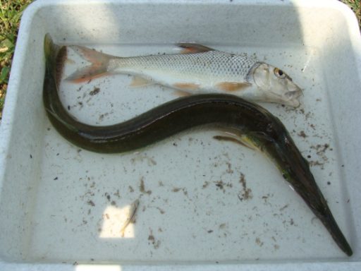BEEK-JAWED FISH(ES)