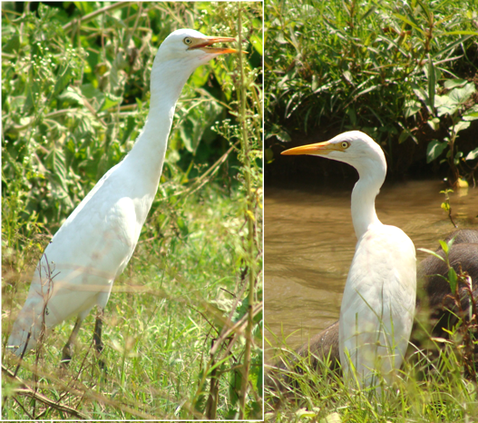 Smaller or Median Egret (Egretta intermedia intermedia) along marshy bank of Suswa river at Raiwala (Deahradun, Uttarakhand)