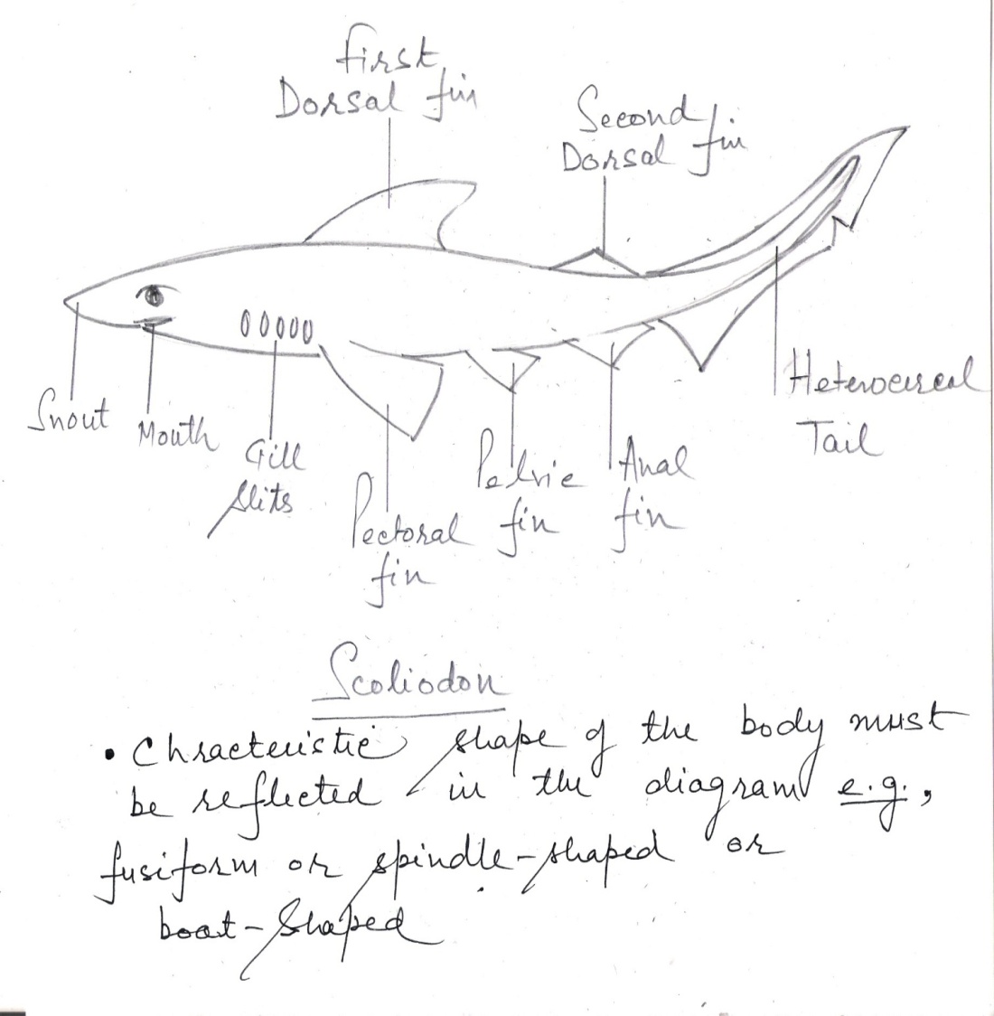 a pencil drawing of Dogfish, Scoliodon