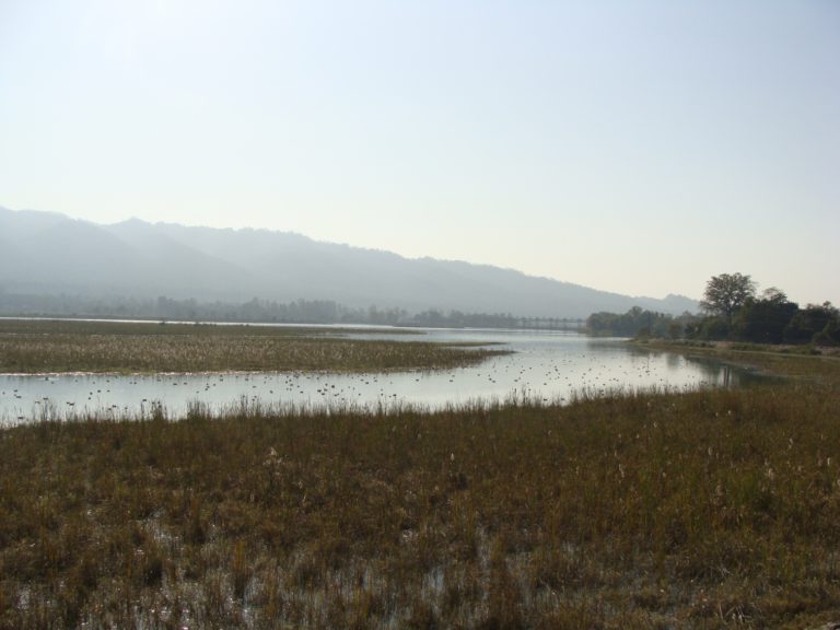 A panoramic view of Asan Barragae (Western Doon, Dehradun, Uttarakhand) showing a large swimming flock of migratory birds