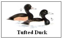Tufted Duck