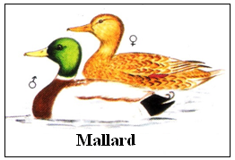 Mallard