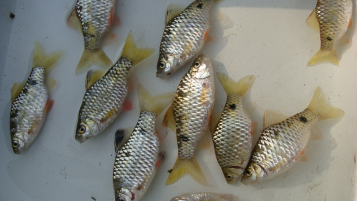 Lot 1: Identification of Black-Blotched Fishes