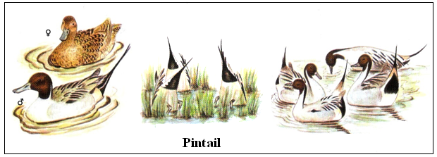 Pintail