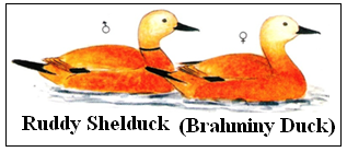 Ruddy Shelduck (Brahminy Duck)