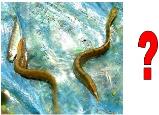 reshwater spiny eels or Mastacembelids