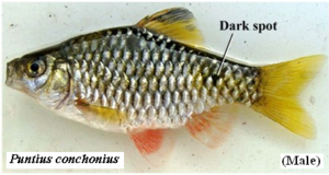 Puntius conchonius