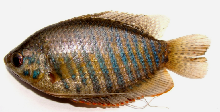 Colisa fasciatus (Female): Oval Body