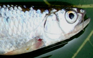 Barilius vagra, head enlarged, showing longer rostral barbel and fine tuberculations on the lower jaw