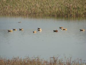 Asan River: Western Doon (Dehradun district), close to Herbertpur; a stretch upstream of Asan Barrage Bird Sanctury (= Dhalipur Lake), showing a flock of winter visitor, a bright orange-brown duck, the Brahminy Duck or Ruddy Shelduck (Tadorna ferruginea), most popular as ‘Surkhab’ in Hindi.