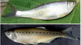 Lot 4: Identification tips for Barilius telio and Raiamas bola from Doon Valley. Lot 4: Identification tips for Barilius telio and Raiamas bola from Doon Valley.
