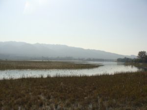 Asan River: Western Doon (Dehradun district), close to Herbertpur; a stretch upstream of Asan Barrage (Dhalipur Lake) about 11 km from Dakpathar and 28 km Northwest of Dehradun (Uttarakhand). It is a Bird Watchers’ paradise, thronging from the length and breadth of India to watch migratory birds from Eurasia, specially Brahminy Duck or Ruddy Shelduck (Tadorna ferruginea), most popular as ‘Surkhab’ in Hindi.