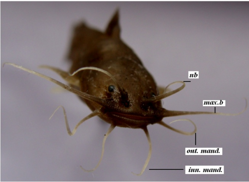 catfish (Front view)
