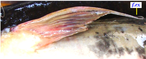 Bagarius bagarius: Pectoral Fin enlarged
