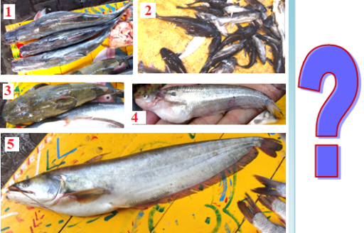 An assemblage of Catfishes