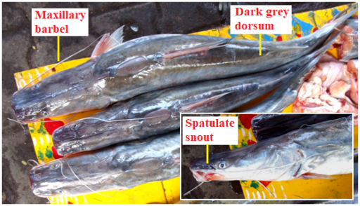 Assemblage of Sperata seenghala